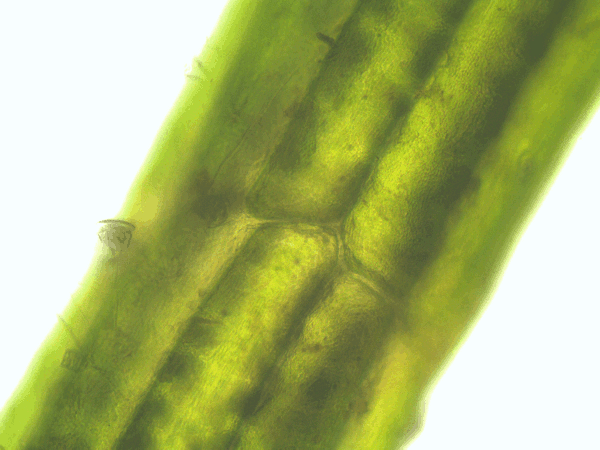 Cytoplasmic streaming in cells of Chara baltica