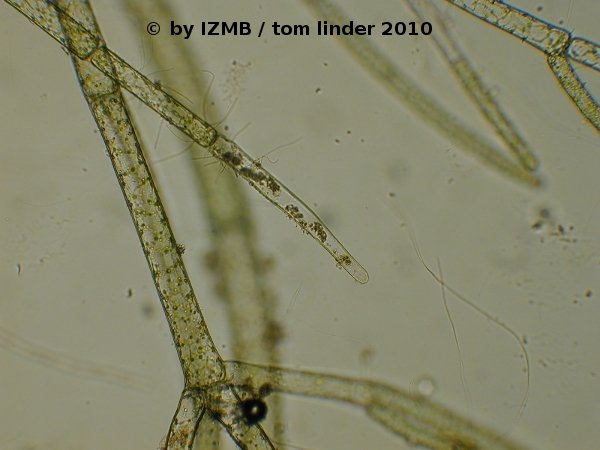 Cladophora sp. bacteria