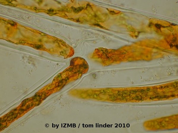 Cladophora chrysoidine staining