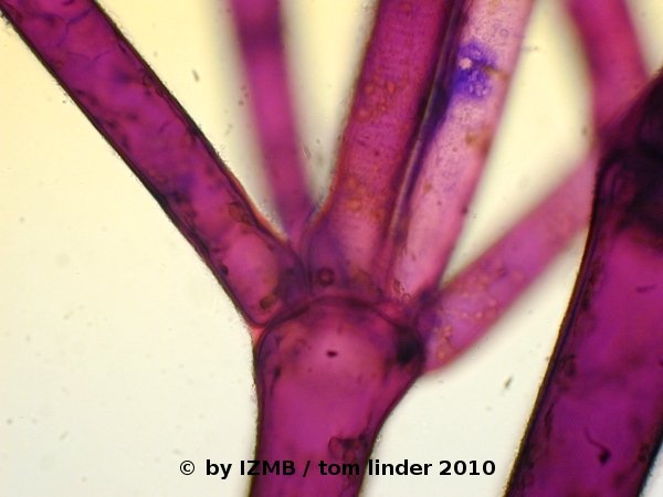 Cladophora glomerata