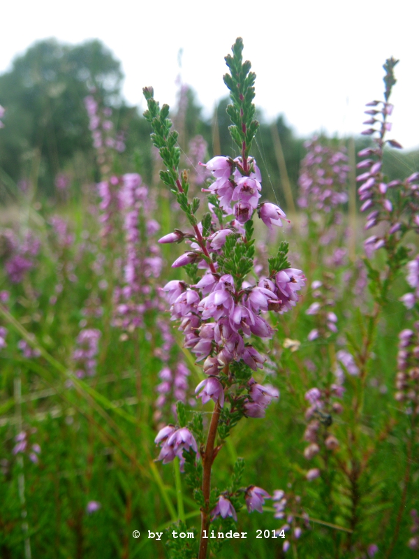 Calluna vulgaris