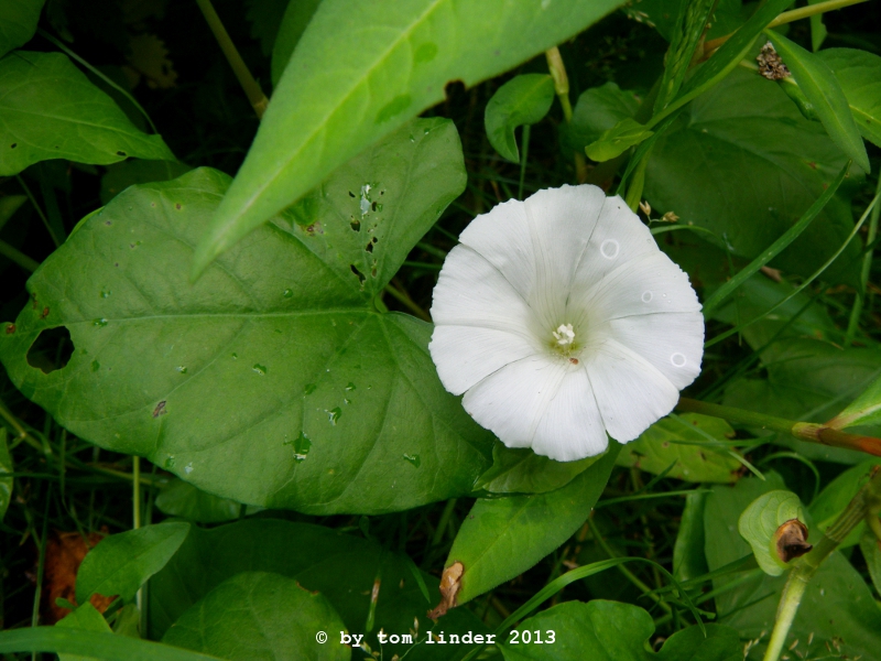 Calystegia sepium