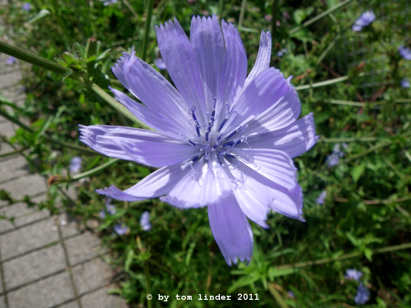 Cichorium intybus