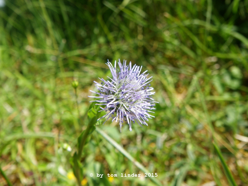 Globularia bisnagarica