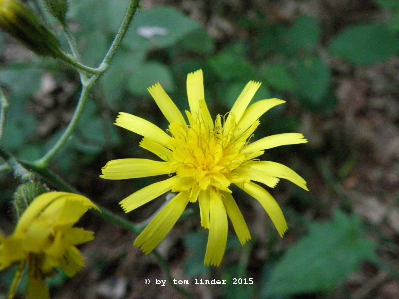 Hieracium sylvaticum