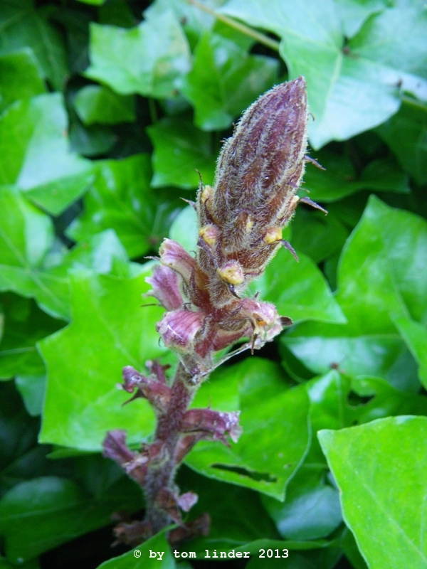 Orobanche hederae