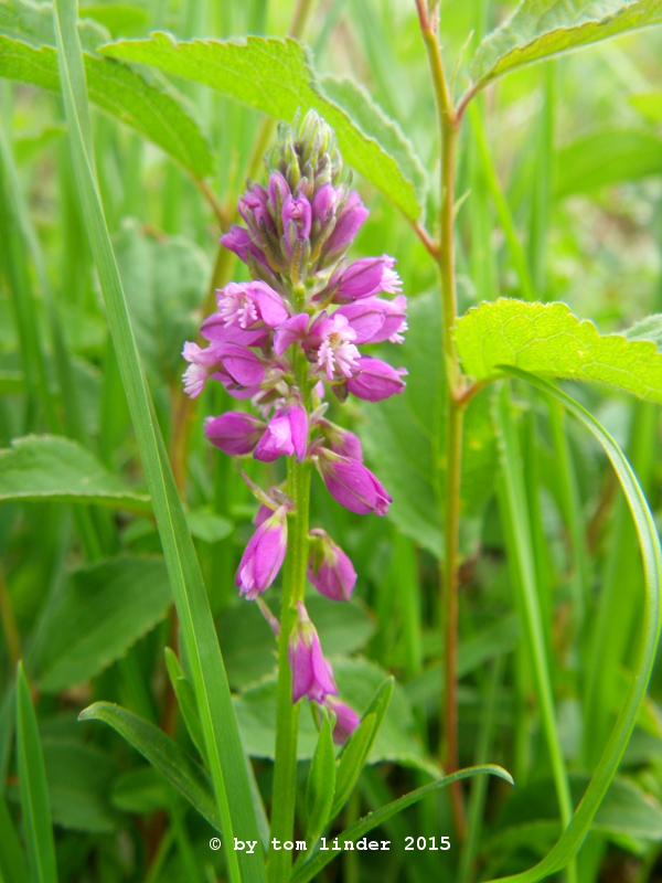 Polygala comosa