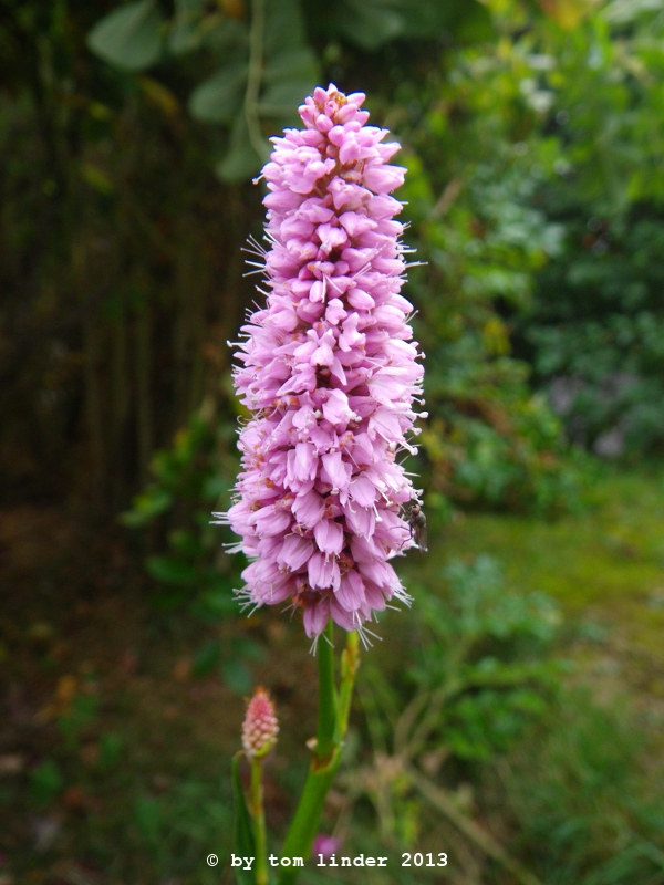 Polygonum bistorta