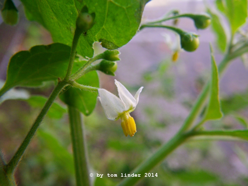 Solanum nigrum