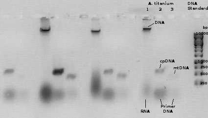 Elektrophorese-Gel des Versuchs 2a