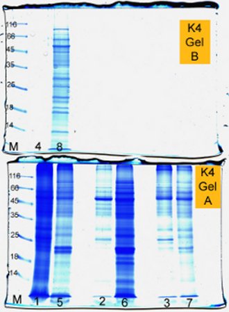 Elektrophorese Gel Versuch 3
