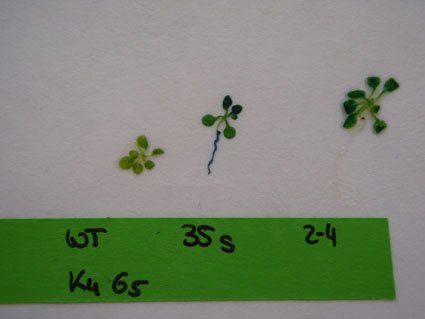 Keimlinge Versuch 2b