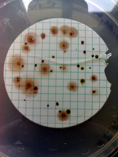 Purpurbakterienkolonien auf einem Membranfilter