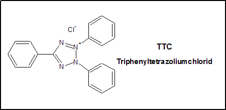 TTC, Triphenyltetrazoliumchlorid