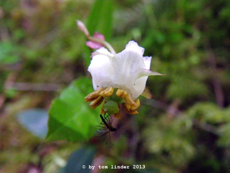 Chimaphila menziesii
