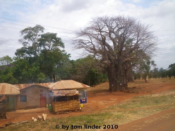 Houses beside a huge baobab tree