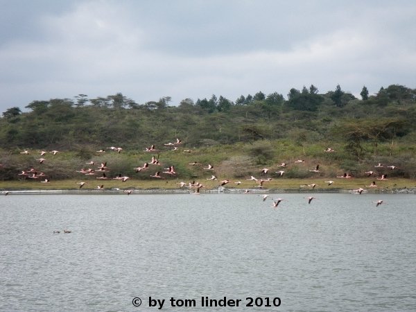 Swarm of flamingoes