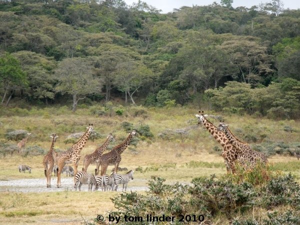Group of Giraffes